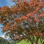 Weissbacher Lägenhet
